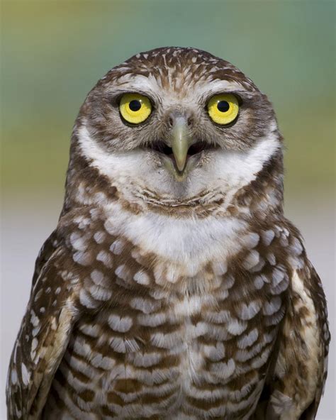 The Burrowing Owl Conservation Network New Hampshire Public Radio