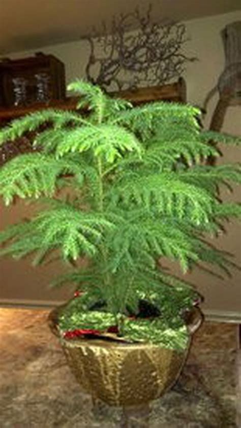 What To Do With A Too Big Norfolk Island Pine