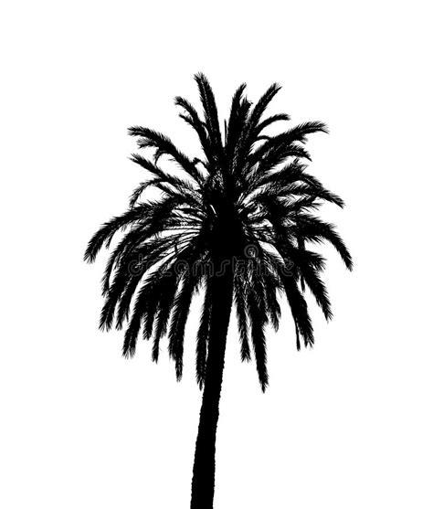 180 Realistic Palm Tree Silhouette Stock Photos Free And Royalty Free