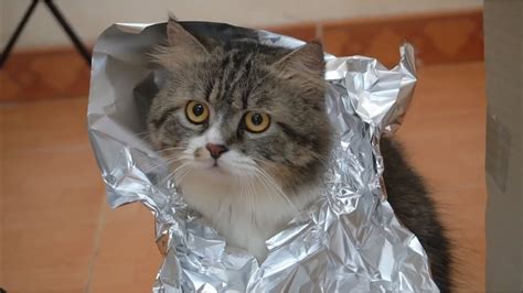 Do Cats Walk On Foil And Results Youtube