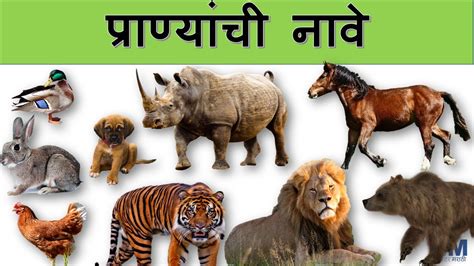 प्राणी प्राण्यांची नावे Animal Names In Marathi Learn Animals In