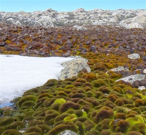 Climate Change Kills Antarcticas Ancient Moss Beds Bbc News