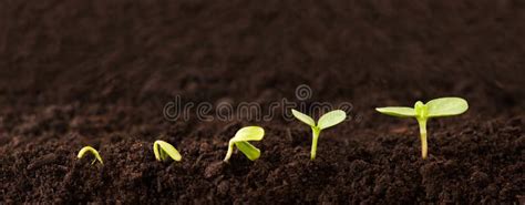 Growing Plant Sequence In Dirt Royalty Free Stock Photography Image