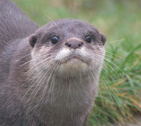 We didn't ask for you to show up. what, some of them seem annoyed at the photographer. Asian Small-Clawed Otter by Henrieke on DeviantArt