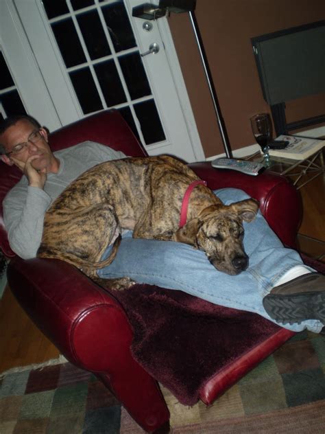 Miniature great danes are simply the danes who, irrespective of the hindering reason, are unable to achieve usual great dane height. Minnie the Mini-Great Dane as Lap Dog Extraordinaire ...
