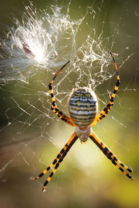 White Backed Garden Spider Doris Rapp Flickr