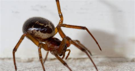 false widow spider outbreak closes forest of dean school huffpost uk news