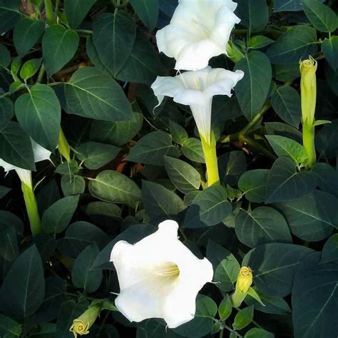 Are Moonflowers Poisonous Or Safe For Recreational Use