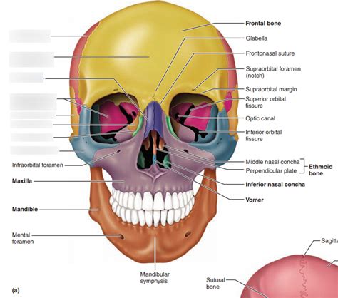 Anterior Aspect Of Skull Part 1 Diagram Quizlet
