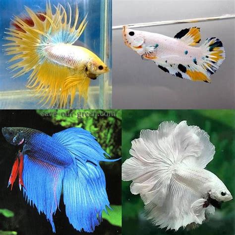 Types of betta fish and the most expensive complaint in indonesia: 5 Most Beautiful Betta Fish in the World [Pet Lovers ...