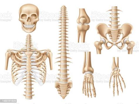 Vetores De Ossos Humanos Realistas Partes Do Esqueleto Anatômico 3d