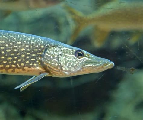 Facts About Northern Pike For Kids