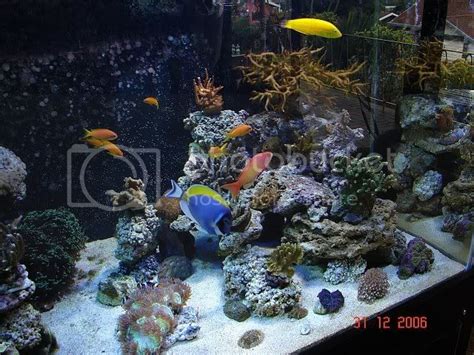 My Approx 250 Gallon Tank The Reef Tank