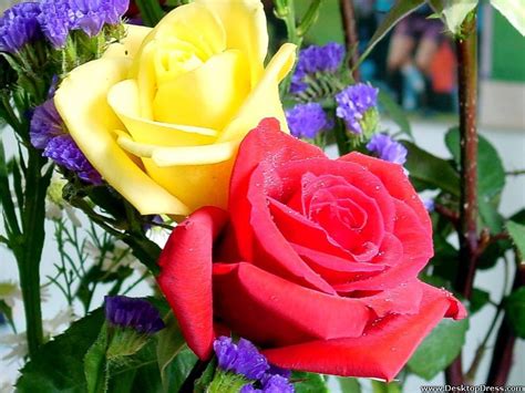 Desktop Wallpapers Flowers Backgrounds Big Yellow And Red Roses