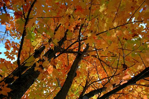 Wallpaper Sunlight Trees Forest Nature Branch Autumn Leaf