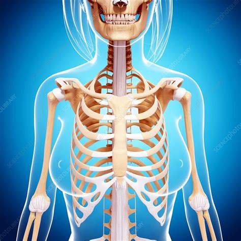 Female Skeleton Artwork Stock Image F0072348 Science Photo Library