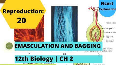 reproduction 20 sexual reproduction in flowering plants emasculation and bagging 12th bio ch