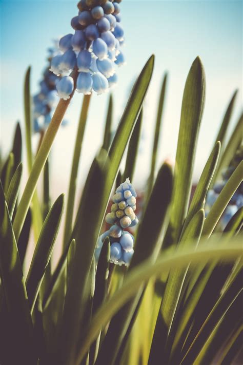 White and yellow flowers with green leaves. 500+ Spring Flowers Pictures | Download Free Images on ...