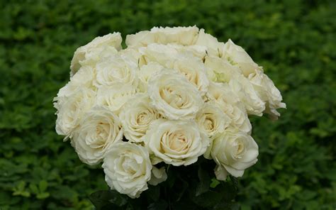 Beautiful White Roses Hd Wallpaper