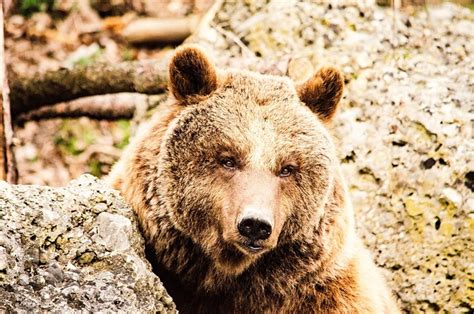 Brown Bear Zoo Free Photo On Pixabay Pixabay