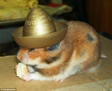 With Its Party Hat Still On This Hamster Refuses To Go Home And Wants