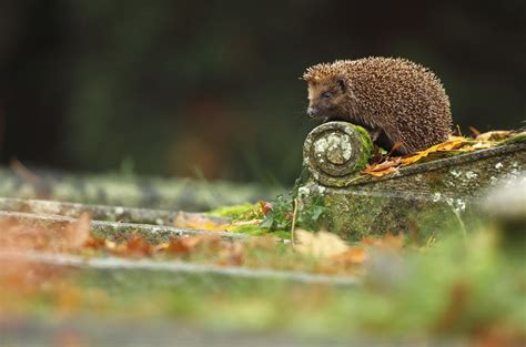 Macro Urban Animals Hedgehog Mammals Wallpapers Hd Desktop And Mobile Backgrounds