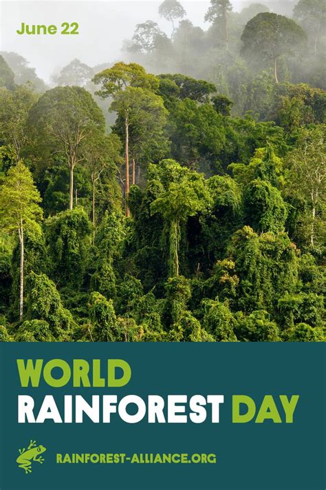 Happy World Rainforest Day To Learn More About Rainforests Why They