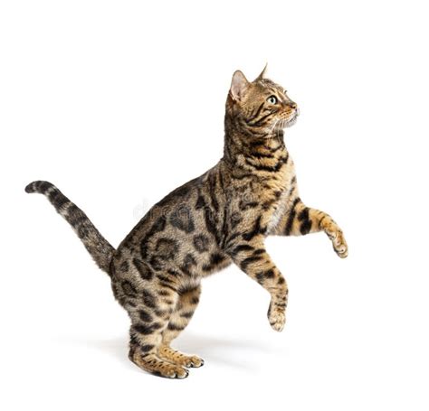 Side View Of A Bengal Cat Jumping Up Isolated Stock Image Image Of