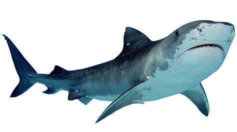 15 Shark Transparent Images Shark Transparent Background Images