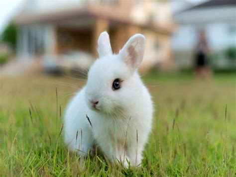 El Conejo Mas Pequeño Del Mundo Arsveterinaria