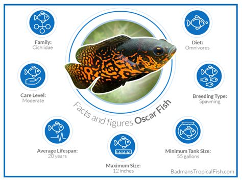 Oscar Fish Complete Guide Lifespan Breeding Diet Tank Setup