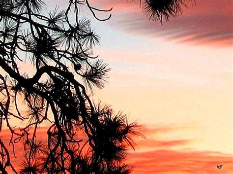 Pine Tree Silhouette Photograph By Will Borden Fine Art America