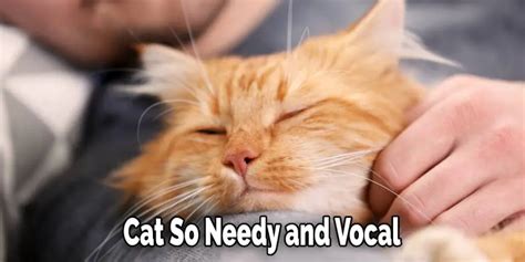 Why Is My Cat So Needy And Vocal Detailed Guide 2023