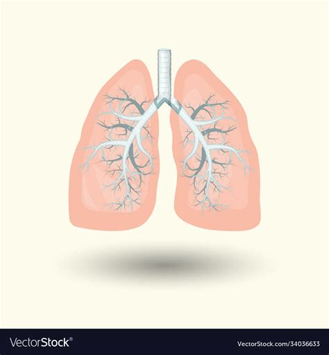 Human Lungs Cartoon Style Royalty Free Vector Image