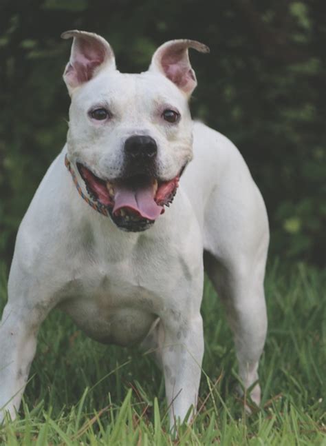 The blue nose pitbull puppies are such a wonderful family dog. BOND - Villalobos Rescue Center