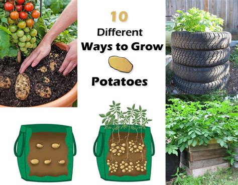 How To Grow Potatoes In Your Climate Elmeson Santafe