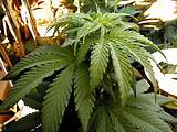Pictures of Artificial Marijuana Plant
