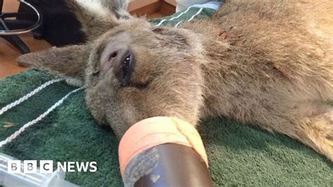 Kangaroo Survives Four Days With Arrow Lodged In Head Bbc News