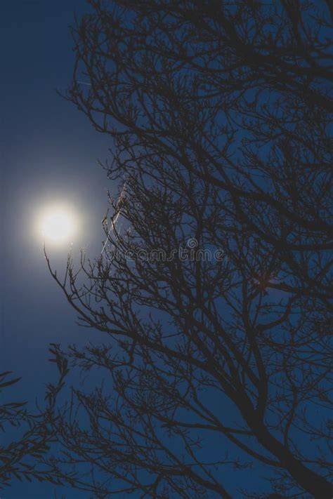 Full Moon Shining Bright Over Bare Tree Branches In The Darkeness Stock