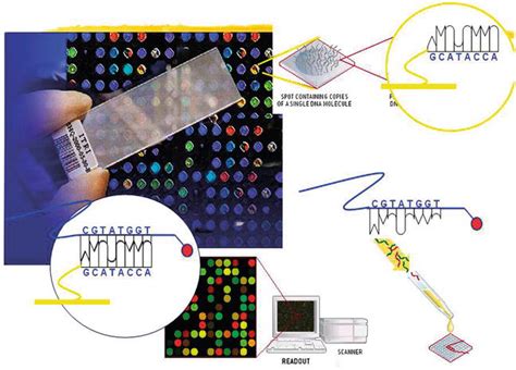 precisely addressed dna gene spray microfluidic chip technology intechopen