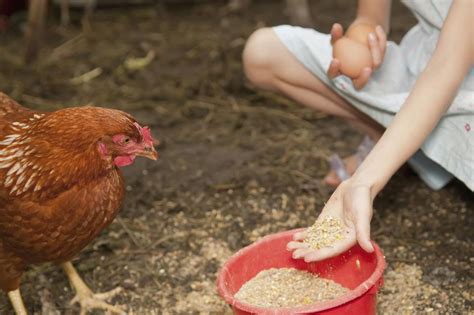 How And What To Feed Your Chickens Feeding Hens