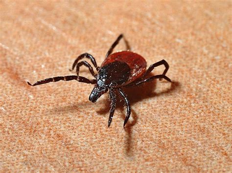 Lyme Disease Awareness Month Protect Yourself From Tick Bites Recent