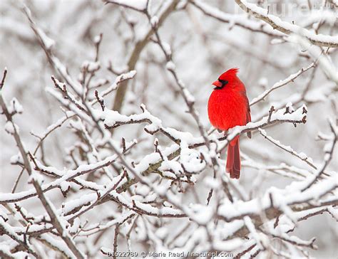 Nature Picture Library Northern Cardinal Cardinalis Cardinalis Male