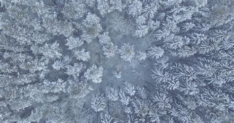 Winter Forest Aerial View Of Snow Covered Trees 4k Footage Drone