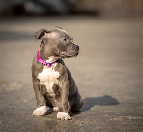 Blue Nose Pitbull Complete Rare Breed Owners Guide Animal 60 Off