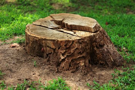 Our Guide To Diy Tree Stump Removal