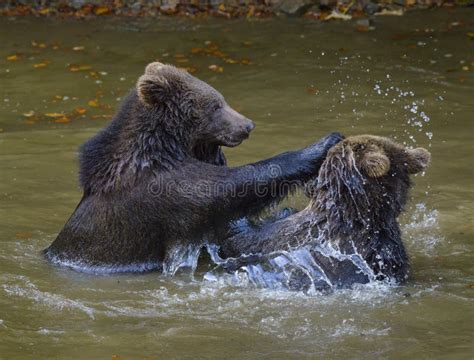 Two Brown Bear Cubs Play Fighting Stock Image Image Of Bear Play