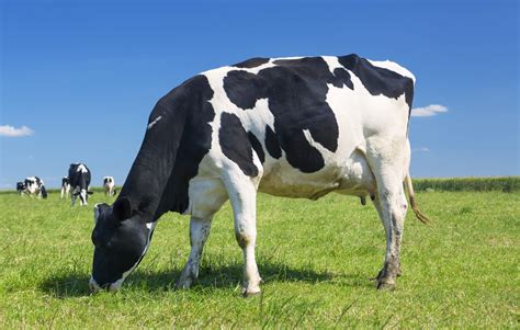 Cow Grazing Grass Agroactivo