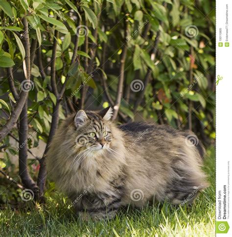brown tabby cat in the garden siberian purebred male stock image image of grass kitty 100110805