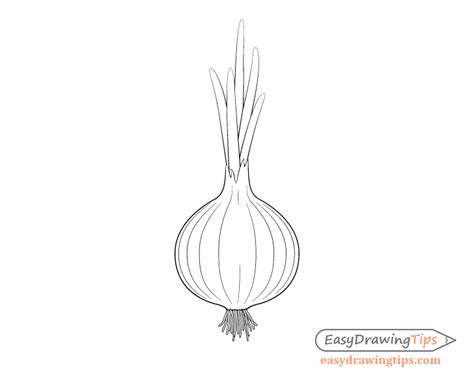 Black And White Onion Drawing Roots Drawing Drawing Base Line Drawing